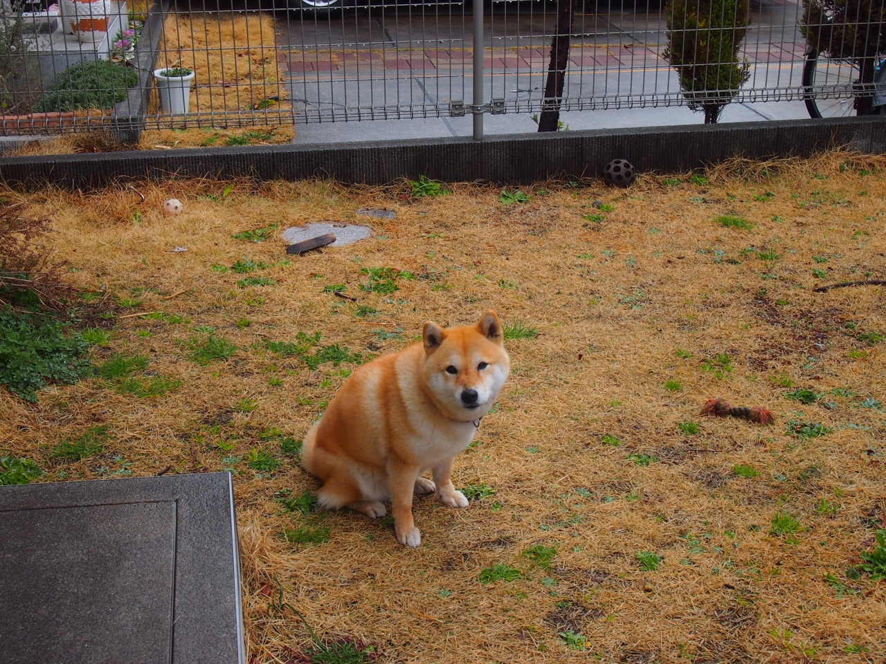 卢卡库攻防两端统治全场！卡塔尔战术体系在奥地利铁壁前黯然失色