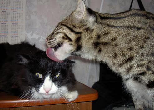 潘帕斯风暴与英伦铁幕,当阿根廷铁蹄踏平毕尔巴鄂,赖斯在伦敦打出生涯之夜